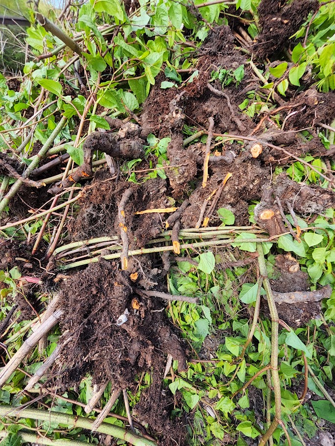 Excavated Japanese knotweed rhizome and root mass