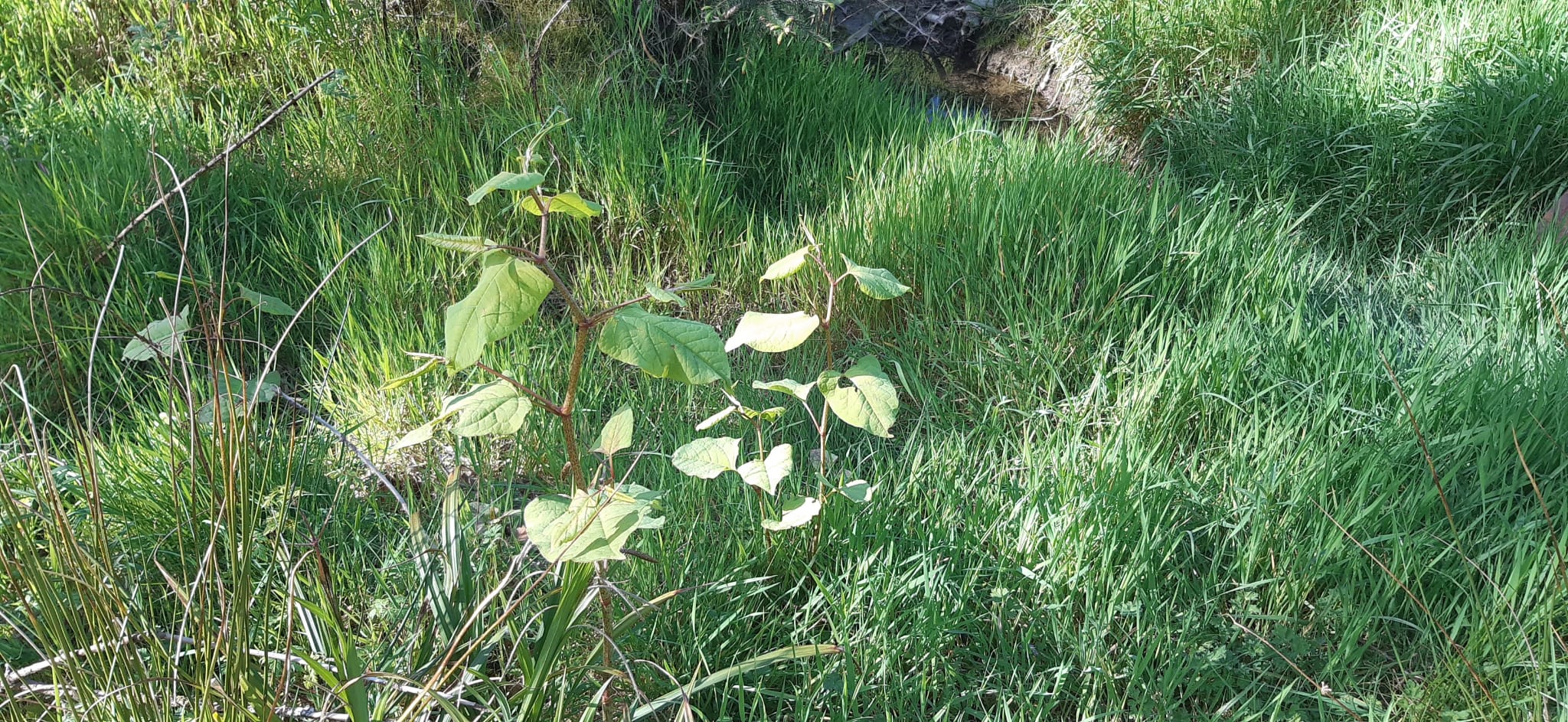 Japanese knotweed shoots emerging through long grass