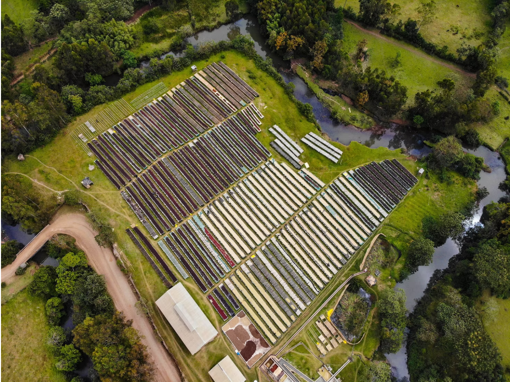Daye Bensa Coffee farm in the Sidama highlands