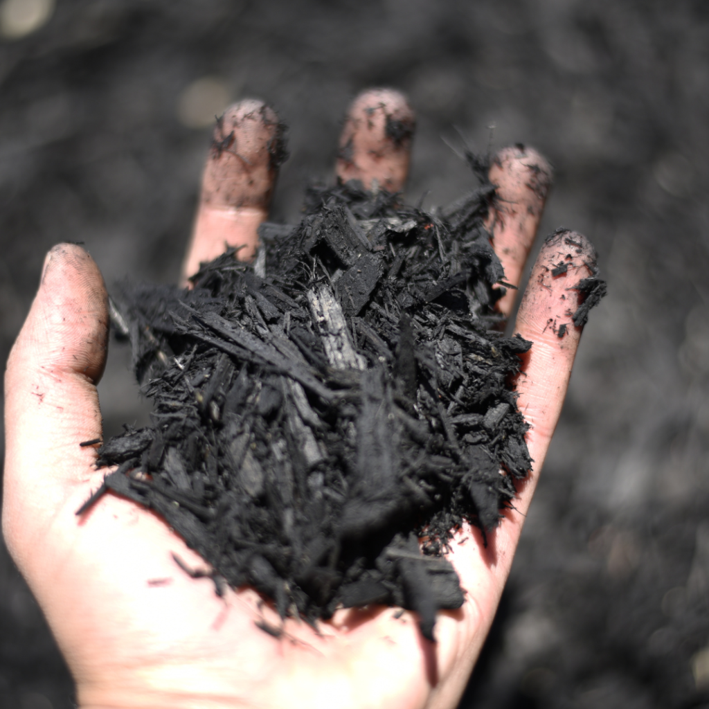 Black Mulch mulch variety