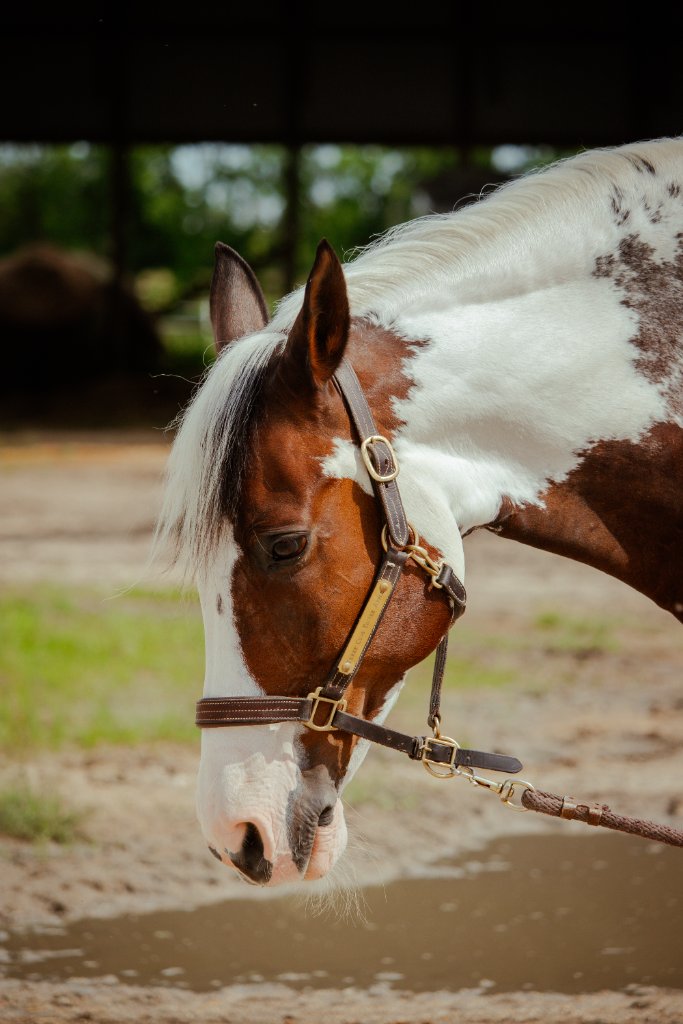 Paint horse portrait outdoors