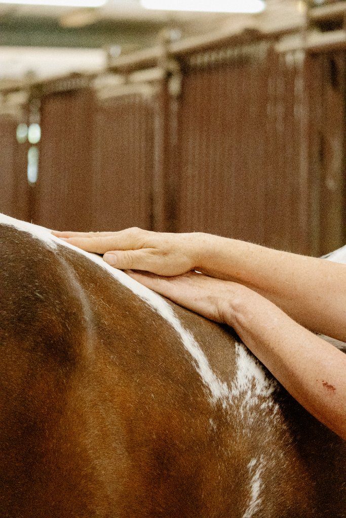 How Equine  Massage Helps  Restore Your  Horse’s Kinetic  Chain 