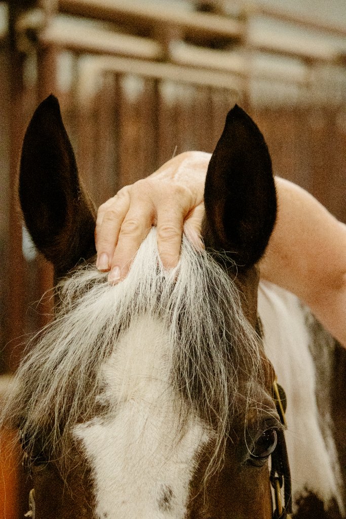 Equine bodywork