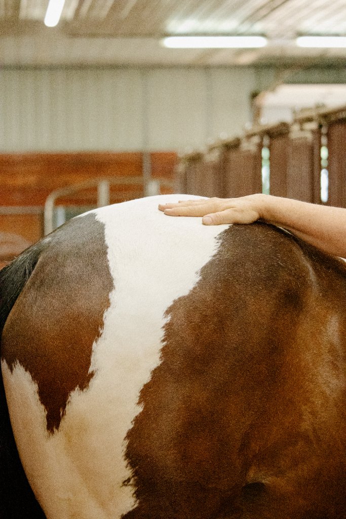 Hindquarter assessment in barn