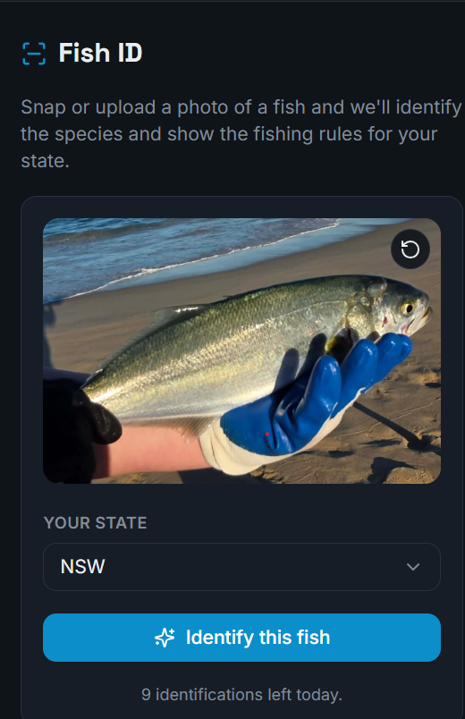 AI Fish ID screen showing an uploaded fish photo, a state selector set to NSW, and the Identify this fish button.