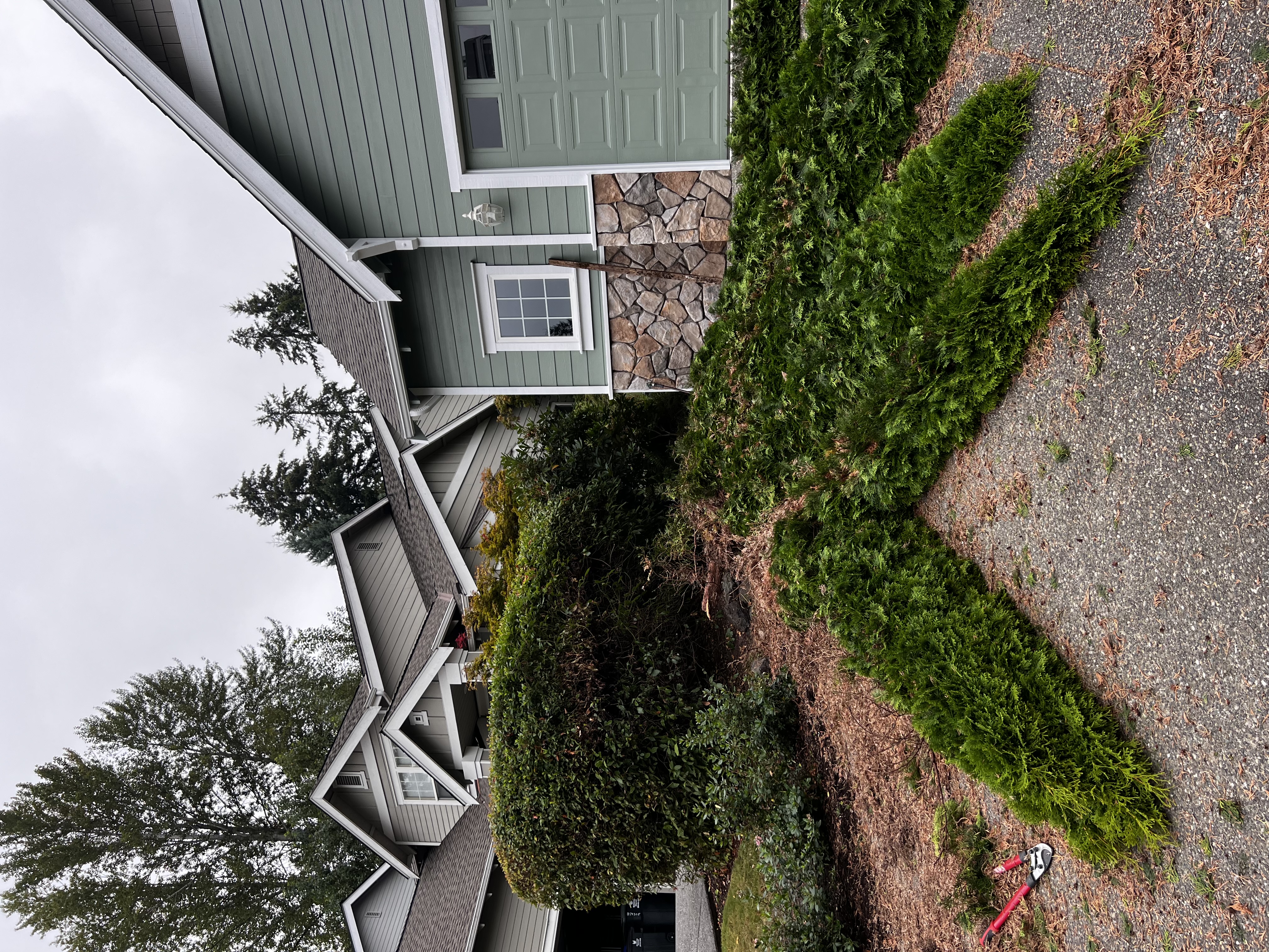 Freshly trimmed evergreen hedge and mulched bed in front of a sage-green house