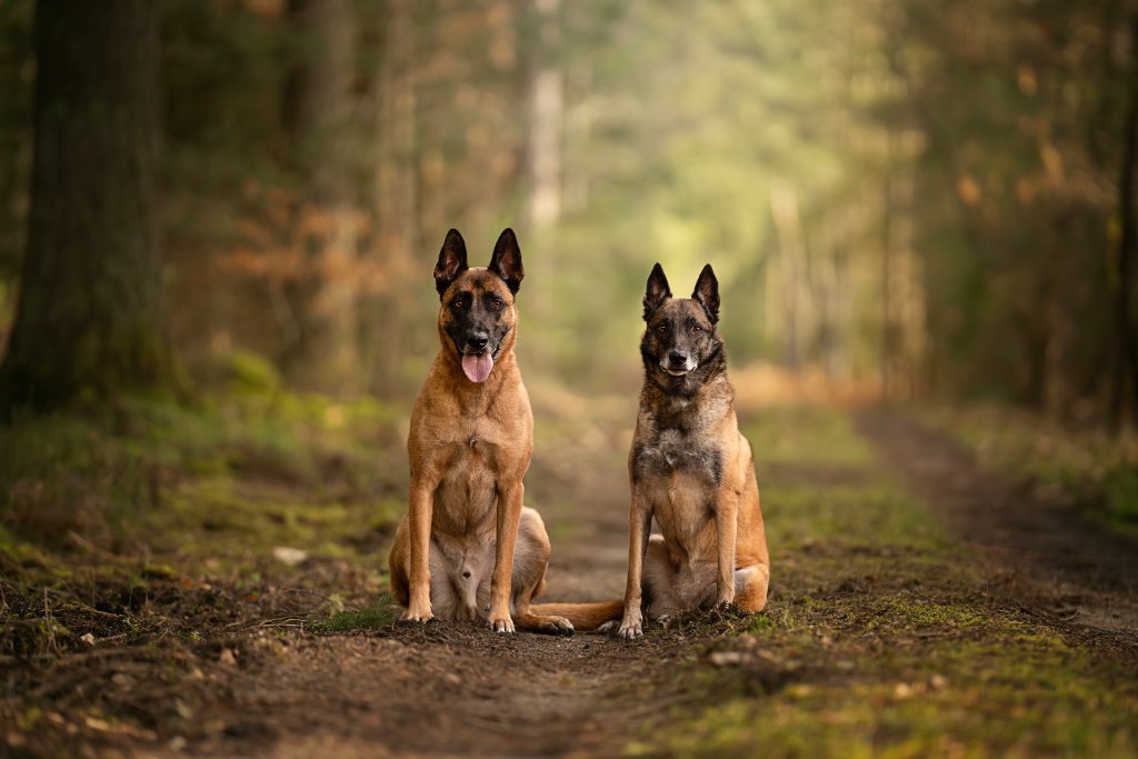 Deux Malinois assis sur un chemin forestier — Photo © Élodie