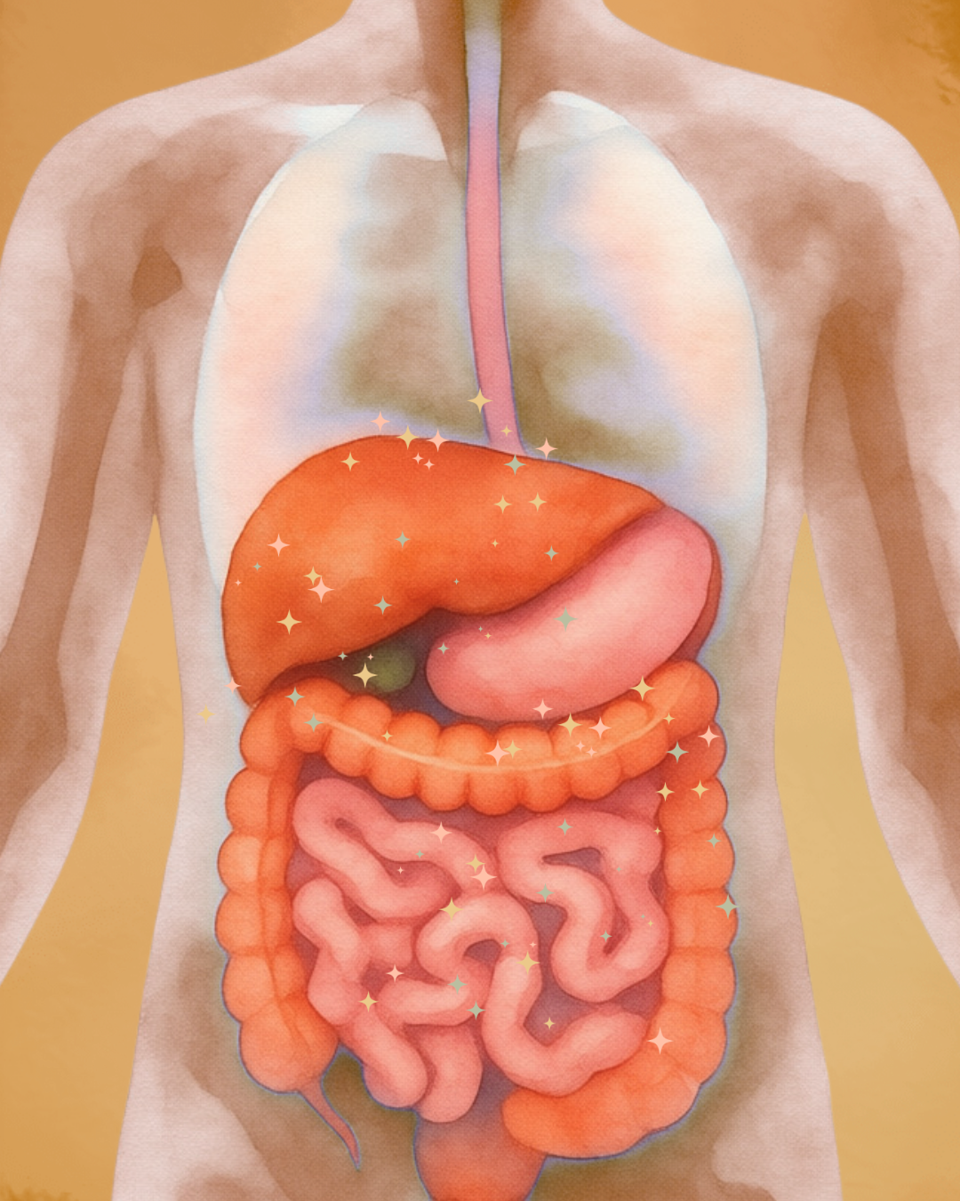 Focus: Caring for Your Inner Organs