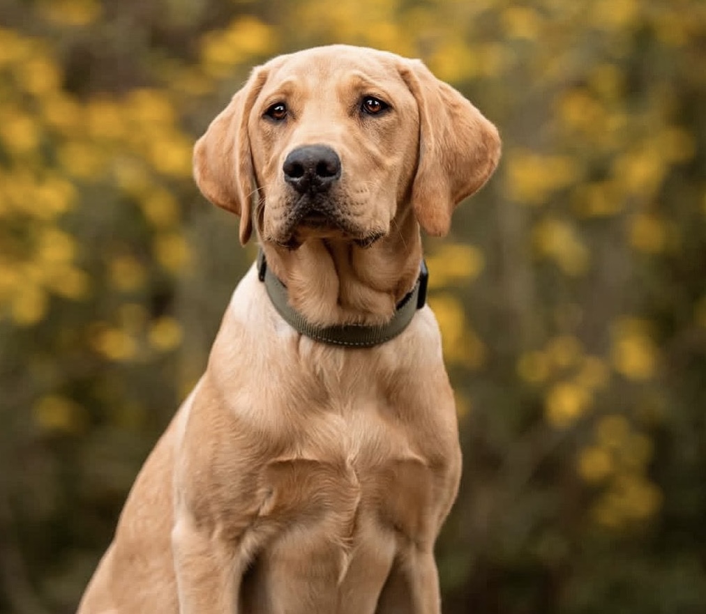 Redbourne Manor - residential dog training programme Redbourne Manor residential dog training programme - obedience and family manners for placed dogs