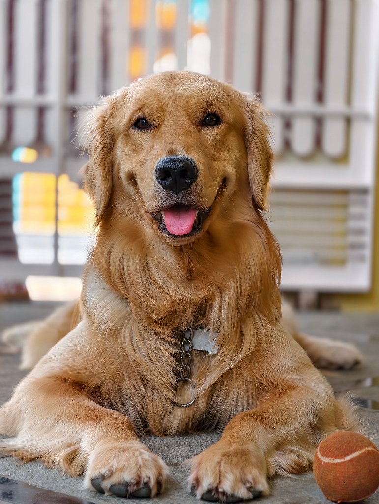 Tahoe the Golden Retriever