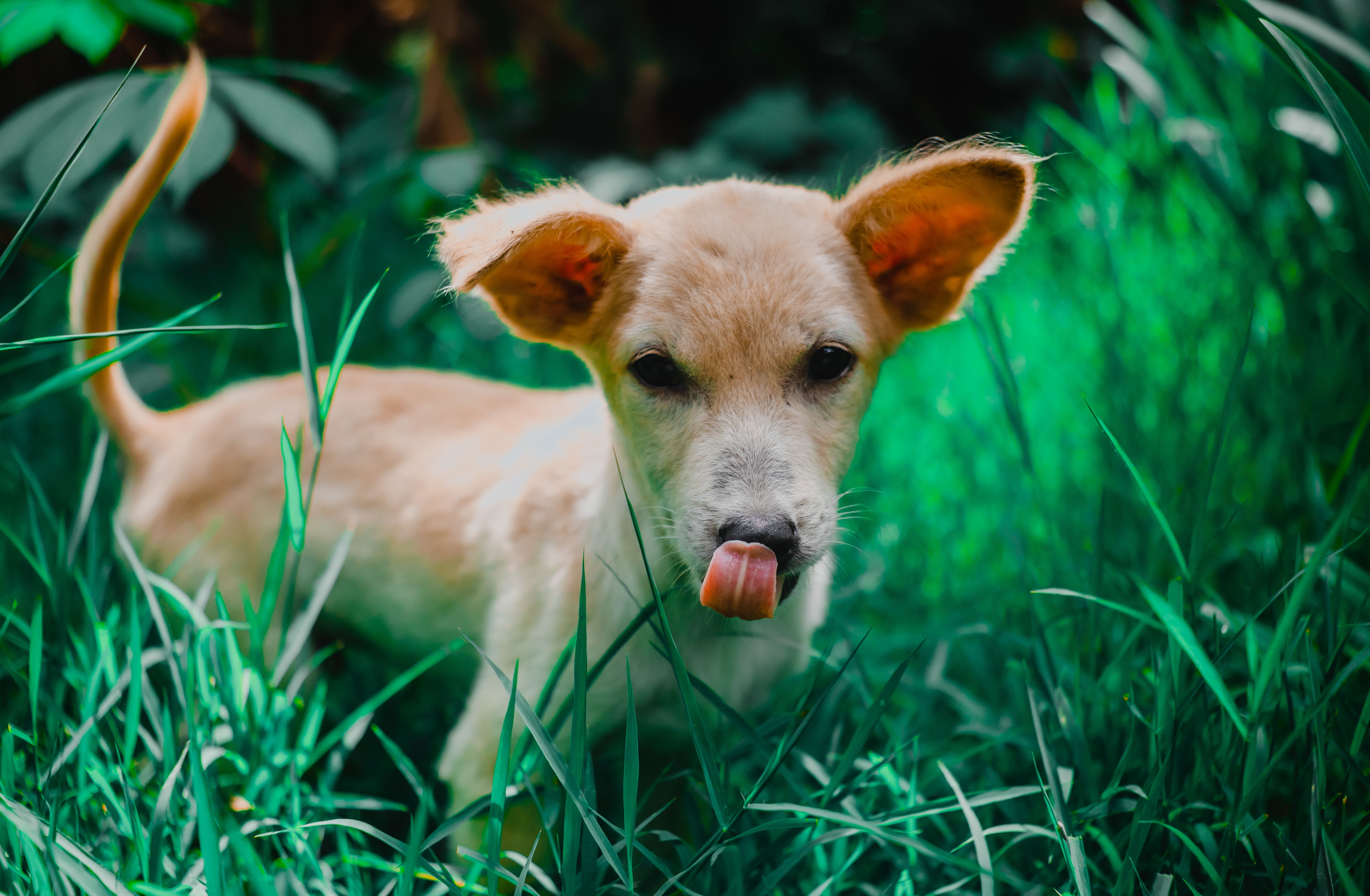 Why Does My Dog Eat Grass? A Vet’s Guide to Your Dog’s Lawn Snacking Habit