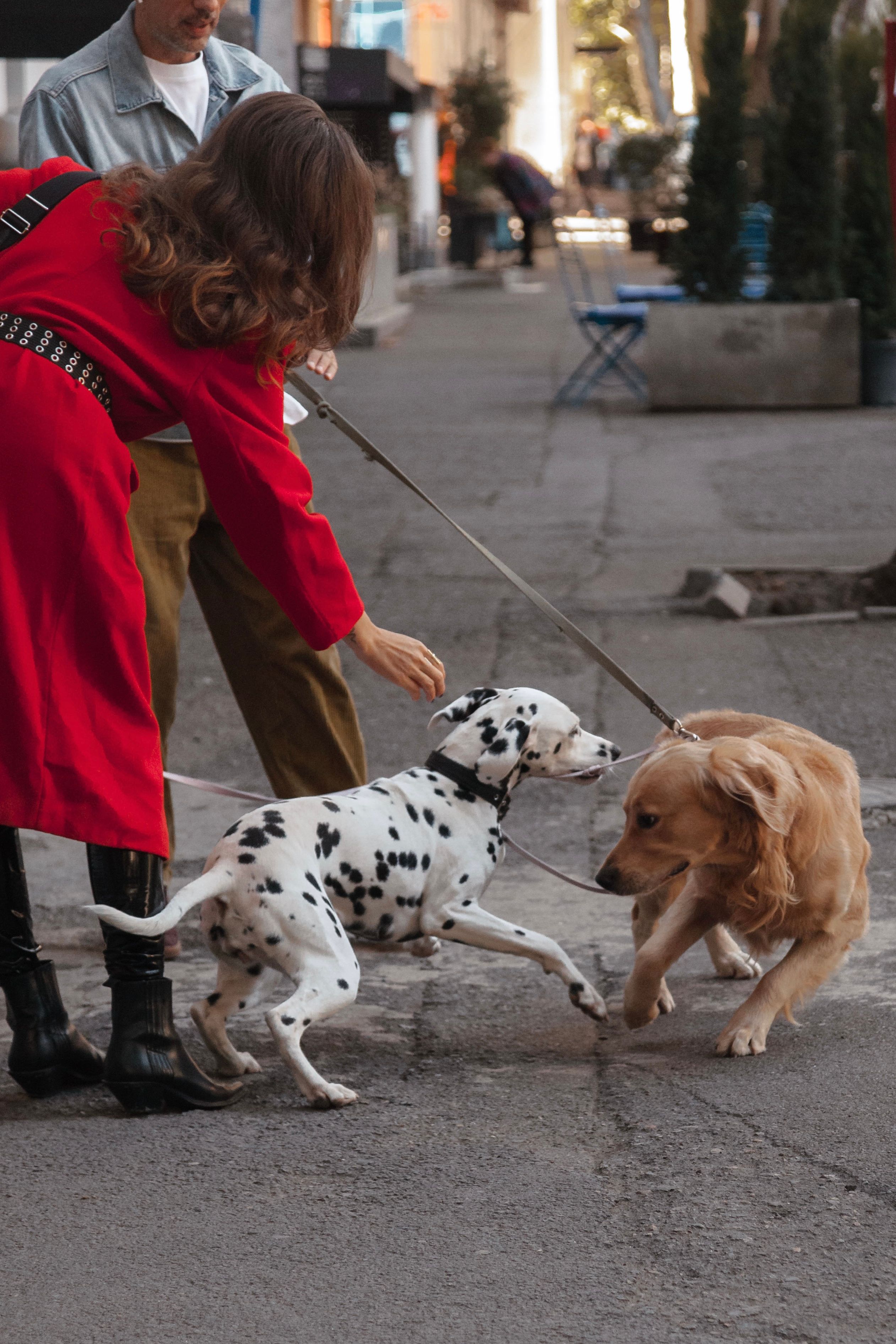 Leash Reactivity: Why Your Dog Lunges and Barks on Walks — and How to Help