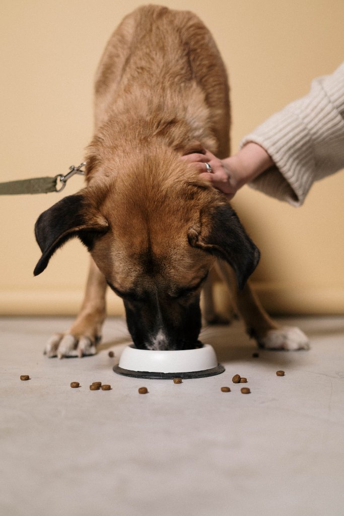 What is the Best Dog Food Brand? A Vet-Verified Guide to Choosing the Right Food for Your Dog