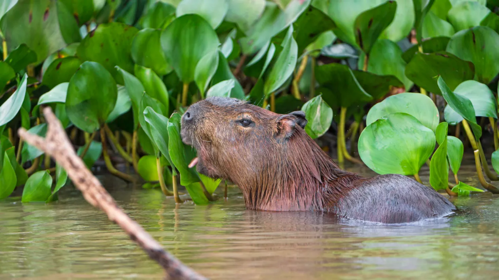 Capybara