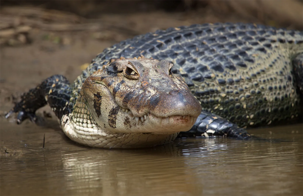 Black Caiman