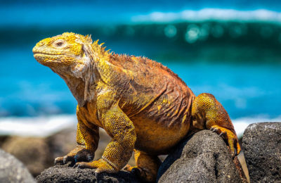 Mozambique coast