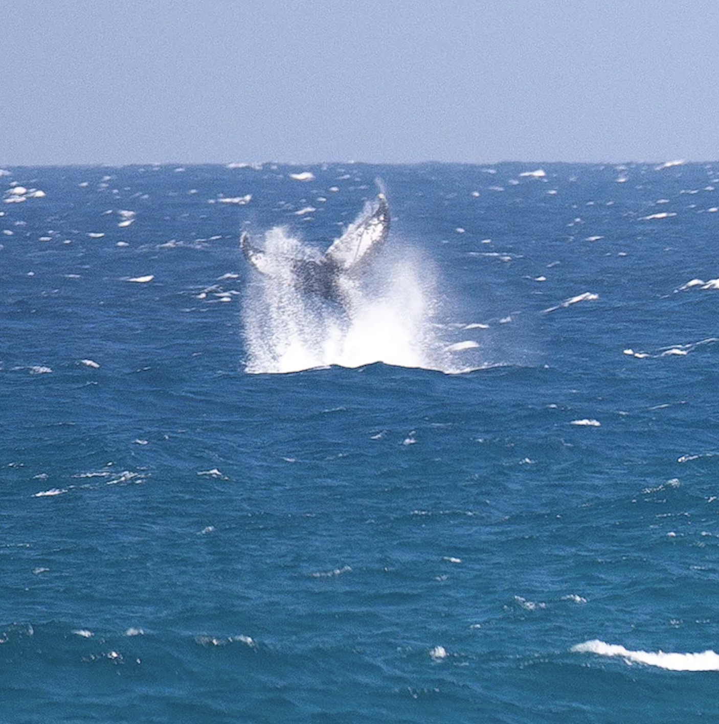 Whale tail breaching the Indian Ocean off Mozambique