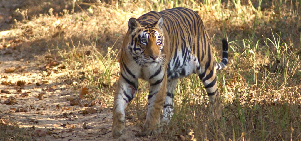 Chapter 3: Bandhavgarh National Park
