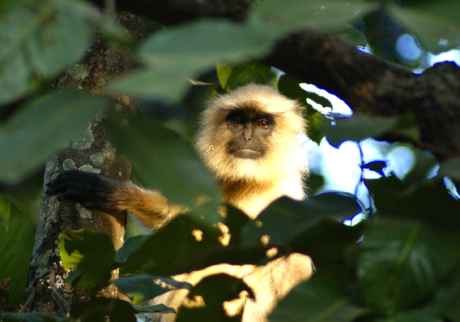 Chapter 6: Kanha National Park