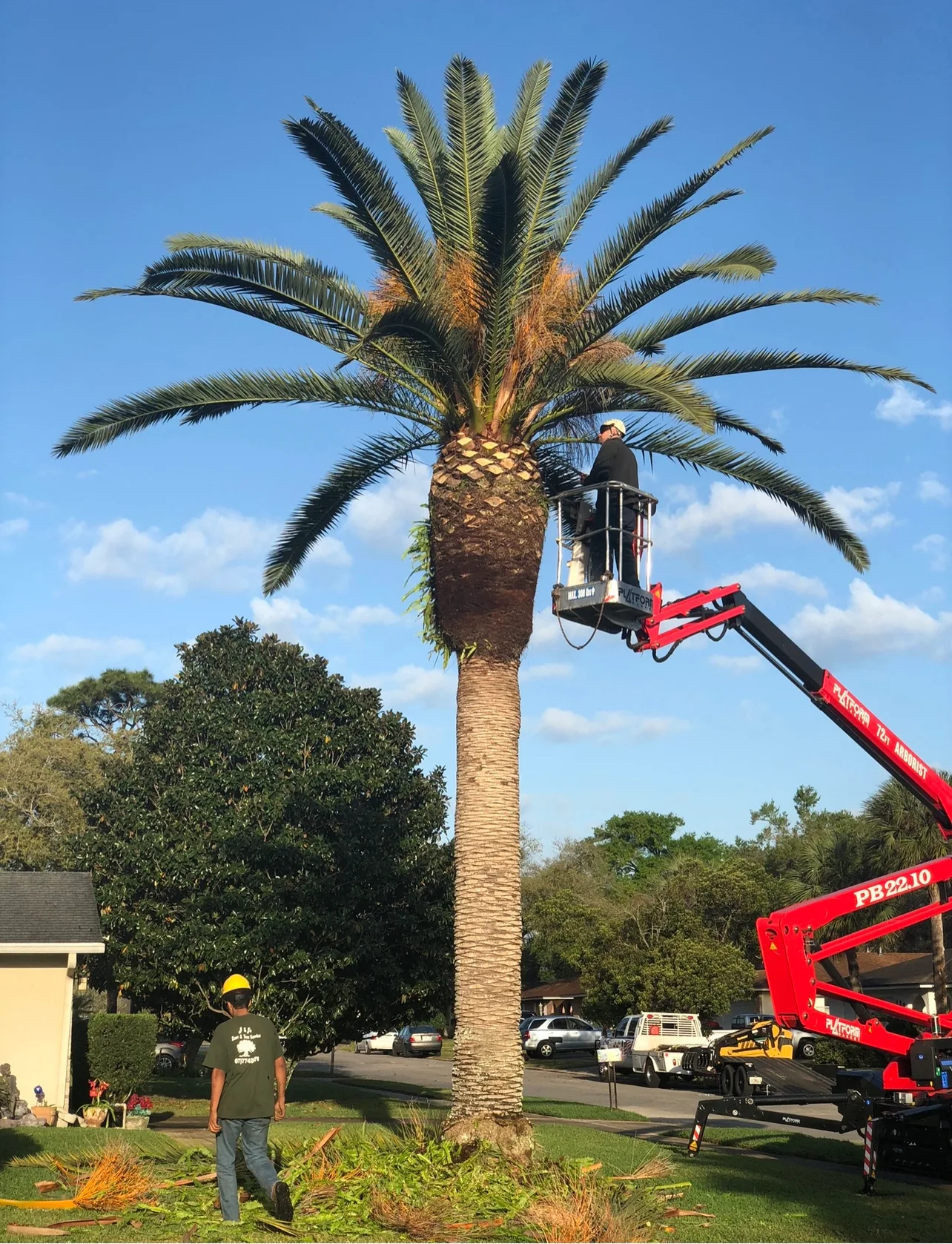 Tree Service