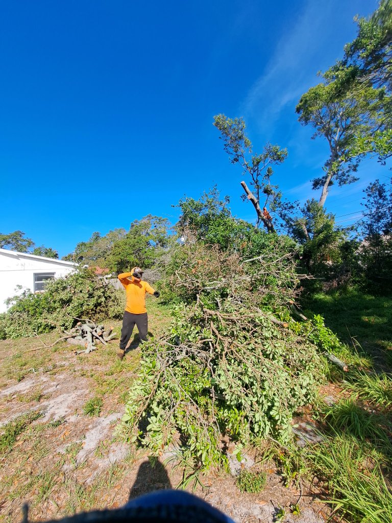 Tree Removal & Cleanup — Venice, FL