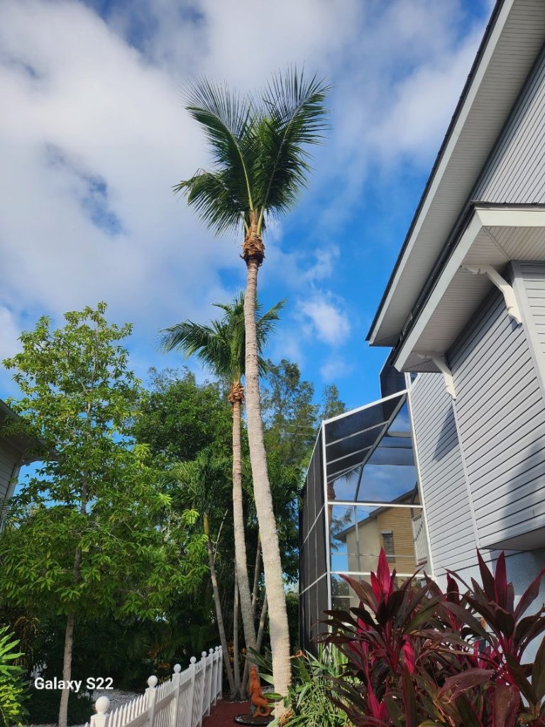 Twin Palm Trimming — Nokomis, FL