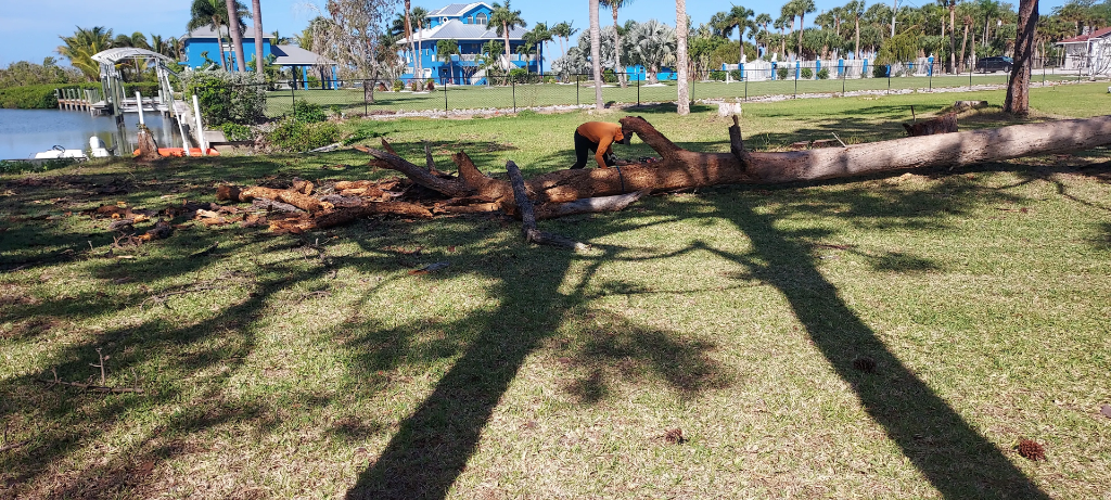 Dead Tree Removal — Sarasota, FL