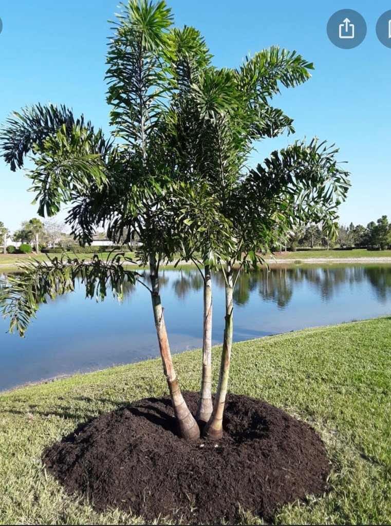 Palm Installation & Mulch — Longboat Key, FL