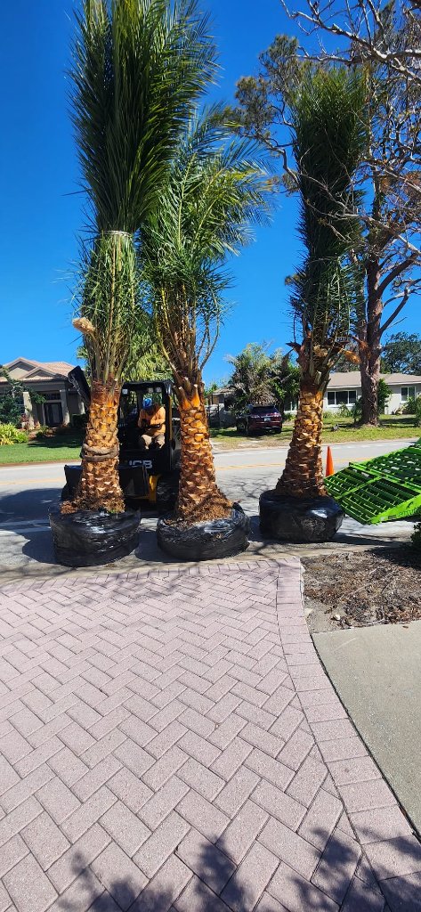 Palm Tree Installation — Sarasota, FL