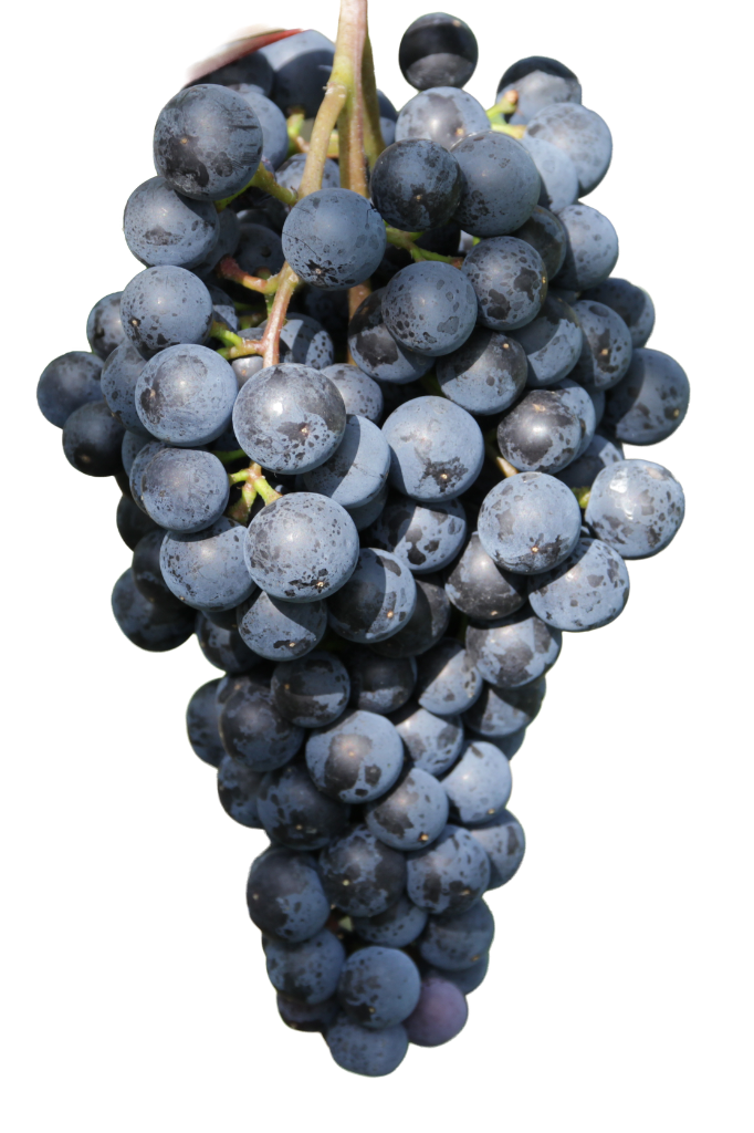 Wine grapes being pressed — pure juice extraction
