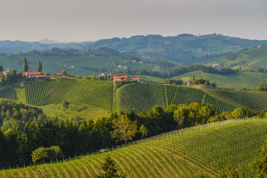 Burgenland vineyard