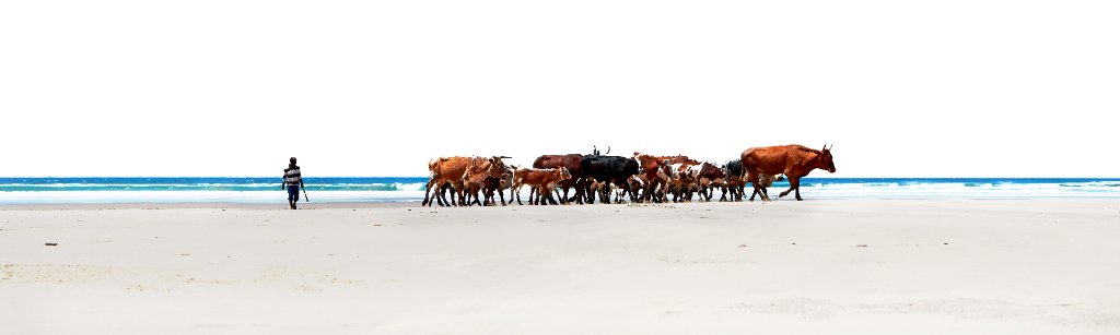 Beach Cows, Transkei