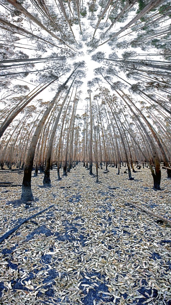 Burnt Trees, KZN