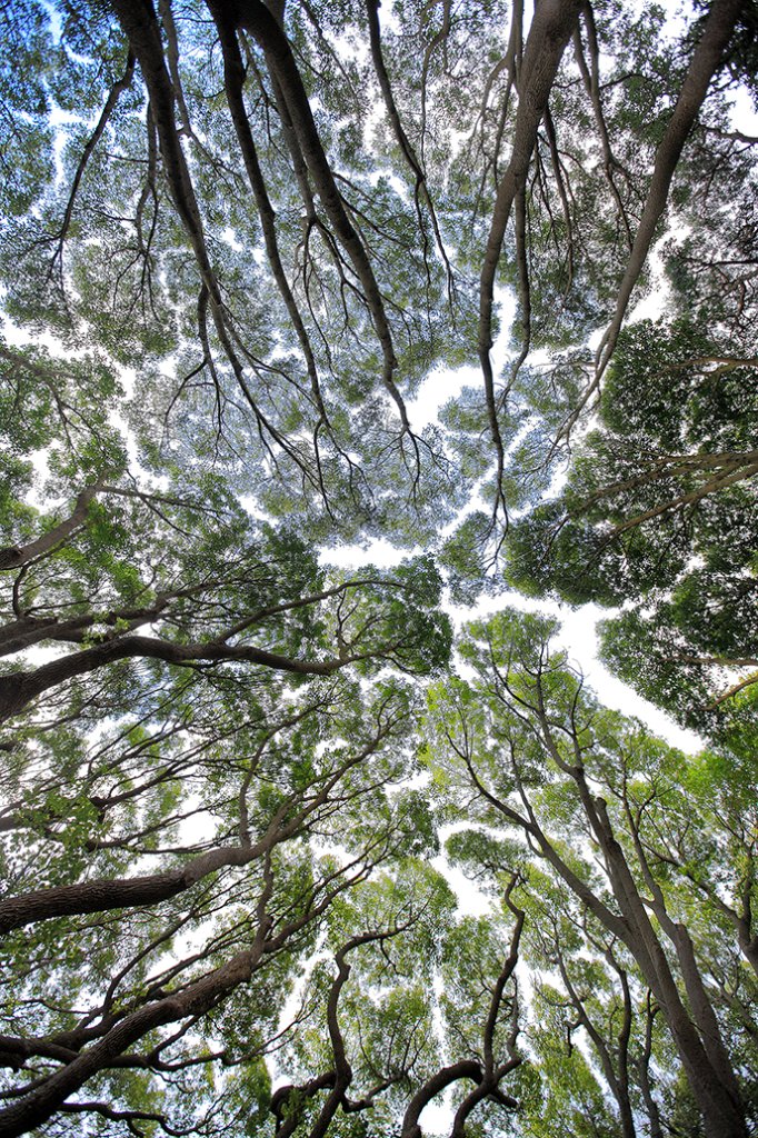 Light Between the Leaves, Kirstenbosch