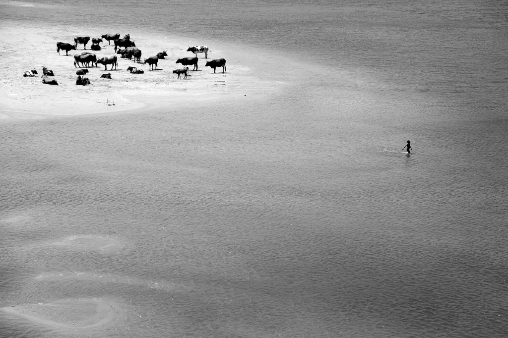 River Cows, Transkei