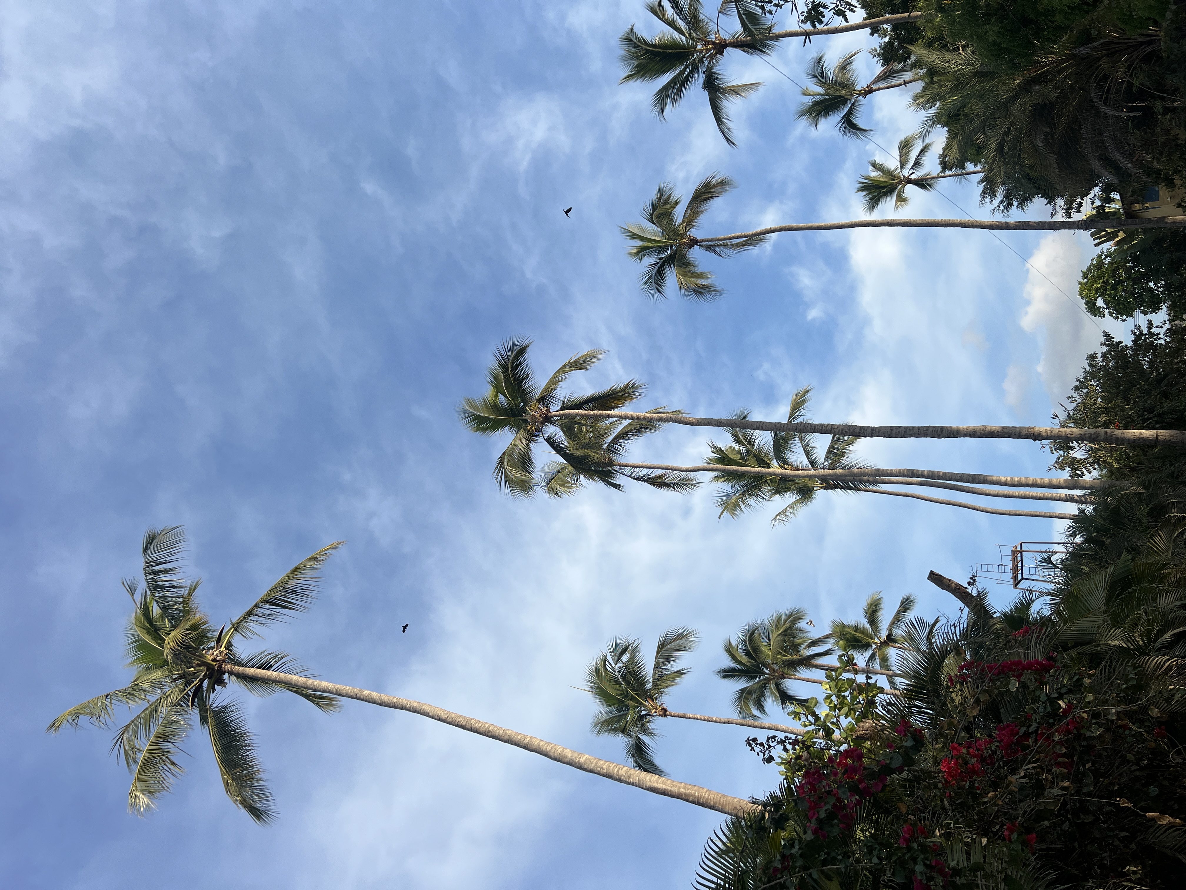 Palm trees against a blue sky