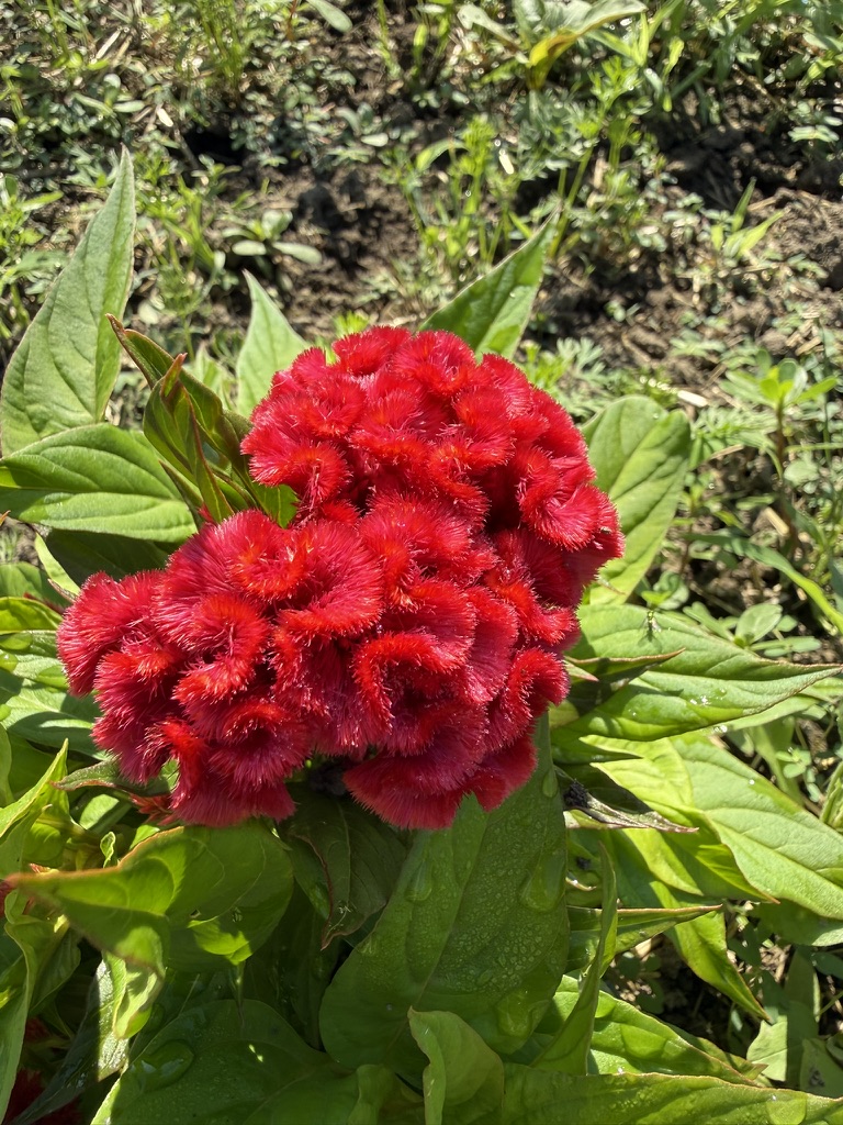 Why Our Garden Looks a Little Wild — image 5