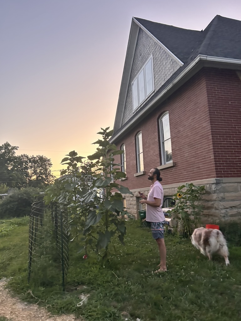 Evening on the Forest Sanctuary property — a neighbor by the sunflowers at dusk, with the chapel behind
