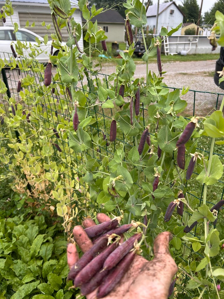 Why Our Garden Looks a Little Wild — image 4