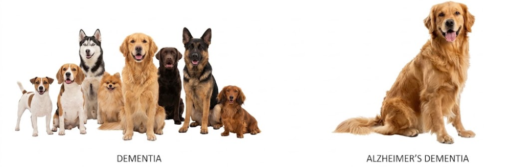 Dementia versus Alzheimer's dementia illustrated with dogs: a group of many breeds labeled Dementia, and a single Golden Retriever labeled Alzheimer's Dementia