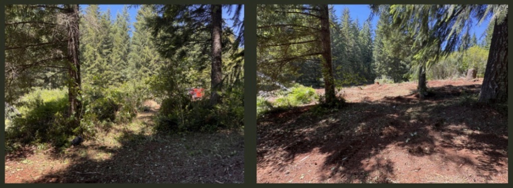 Forest Brush Clearing