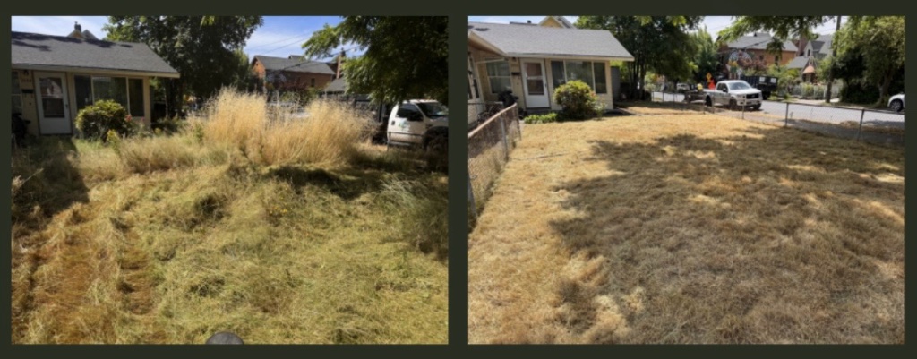 Lawn Overgrowth Cleanup