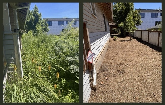 Side Yard Weed Clearing