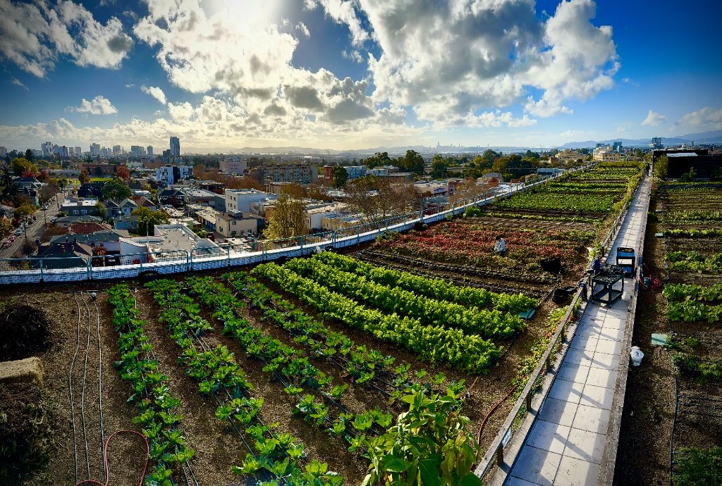 Rooftop farm designed and built by Benjamin Fahrer — Oakland, CA