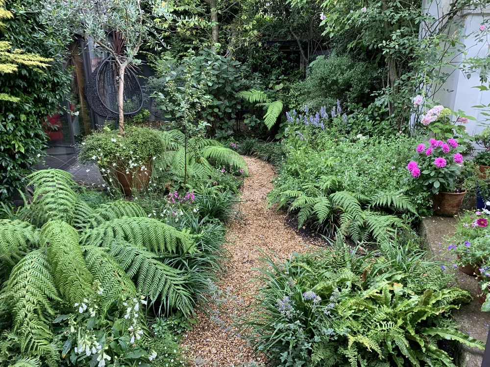 Wild garden with ferns and gravel pathway