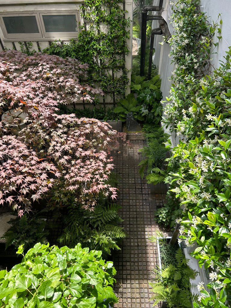 The Shady London Courtyard 2