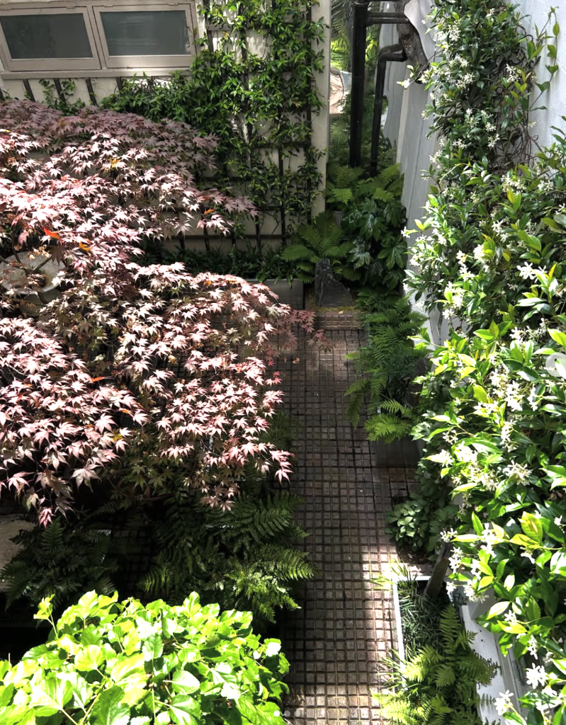 Professional garden maintenance in West London