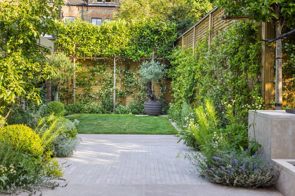 West London garden with stone paving and olive tree