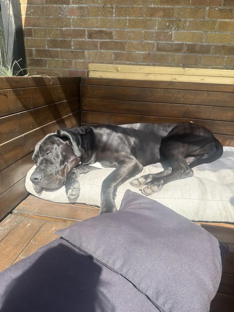 Atlas the Great Dane sleeping