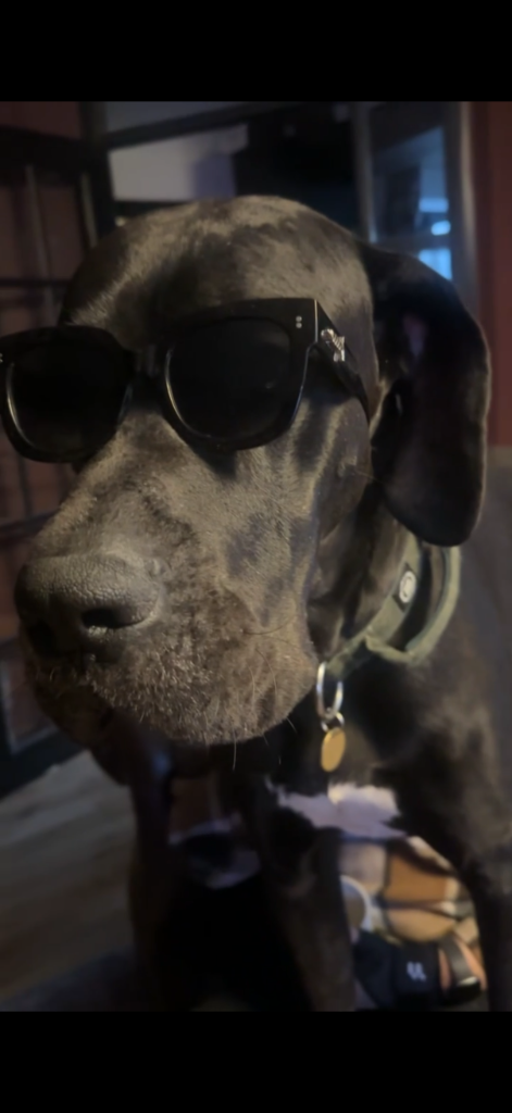 Atlas the Great Dane wearing sunglasses